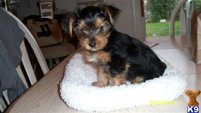 Yorkshire Terrier Puppies in TX